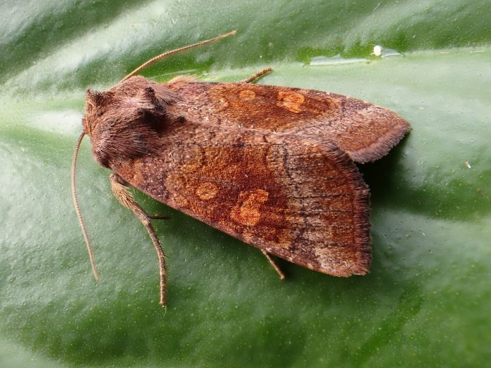 73.127 BF2357 - Large Ear - Noctuidae - Amphipoea lucens