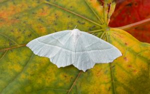 70.283 BF1961Light EmeraldCampaea margaritaria
