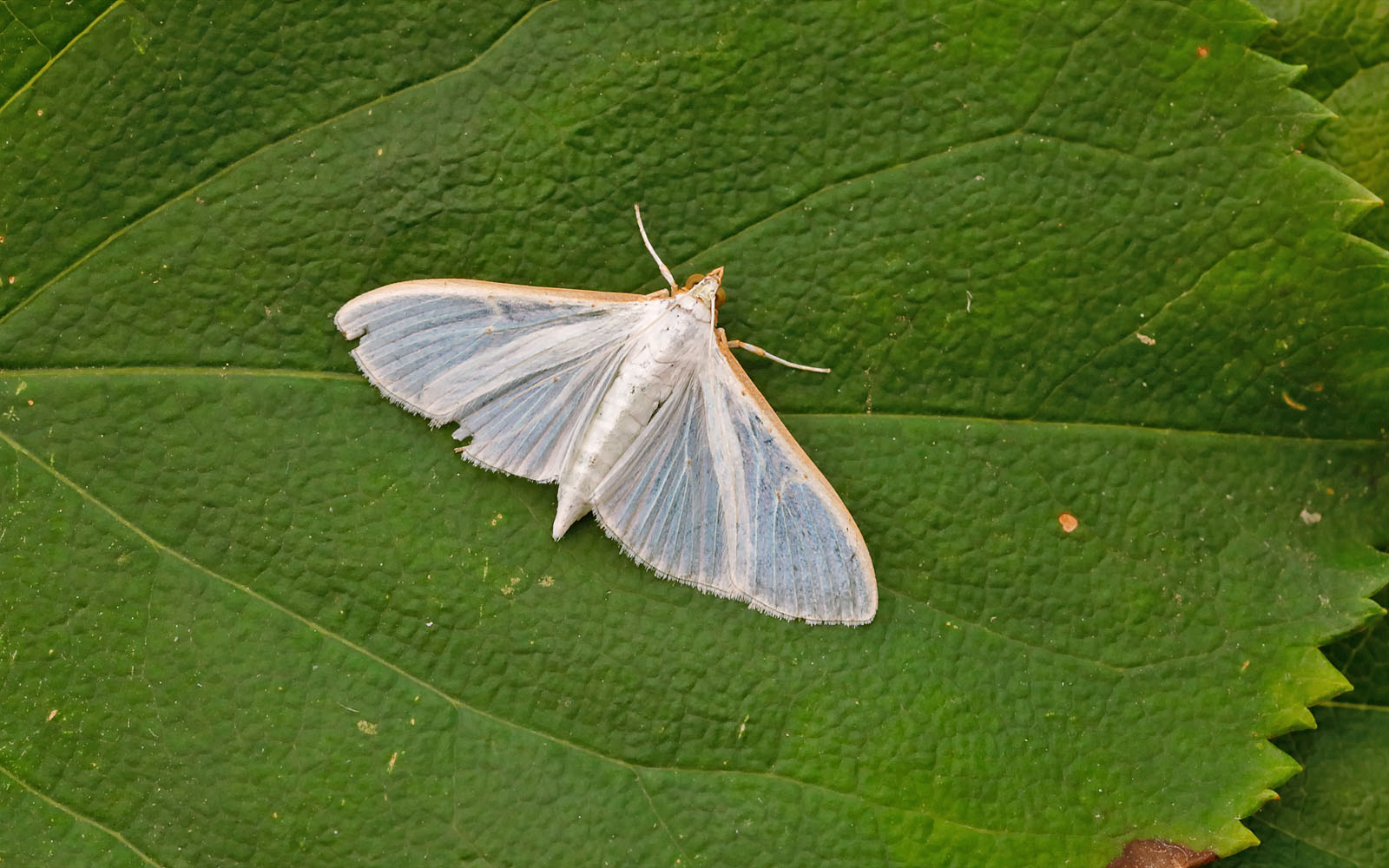 63.048 BF1408 - Crambidae - Spilomelinae - Palpita vitrealis