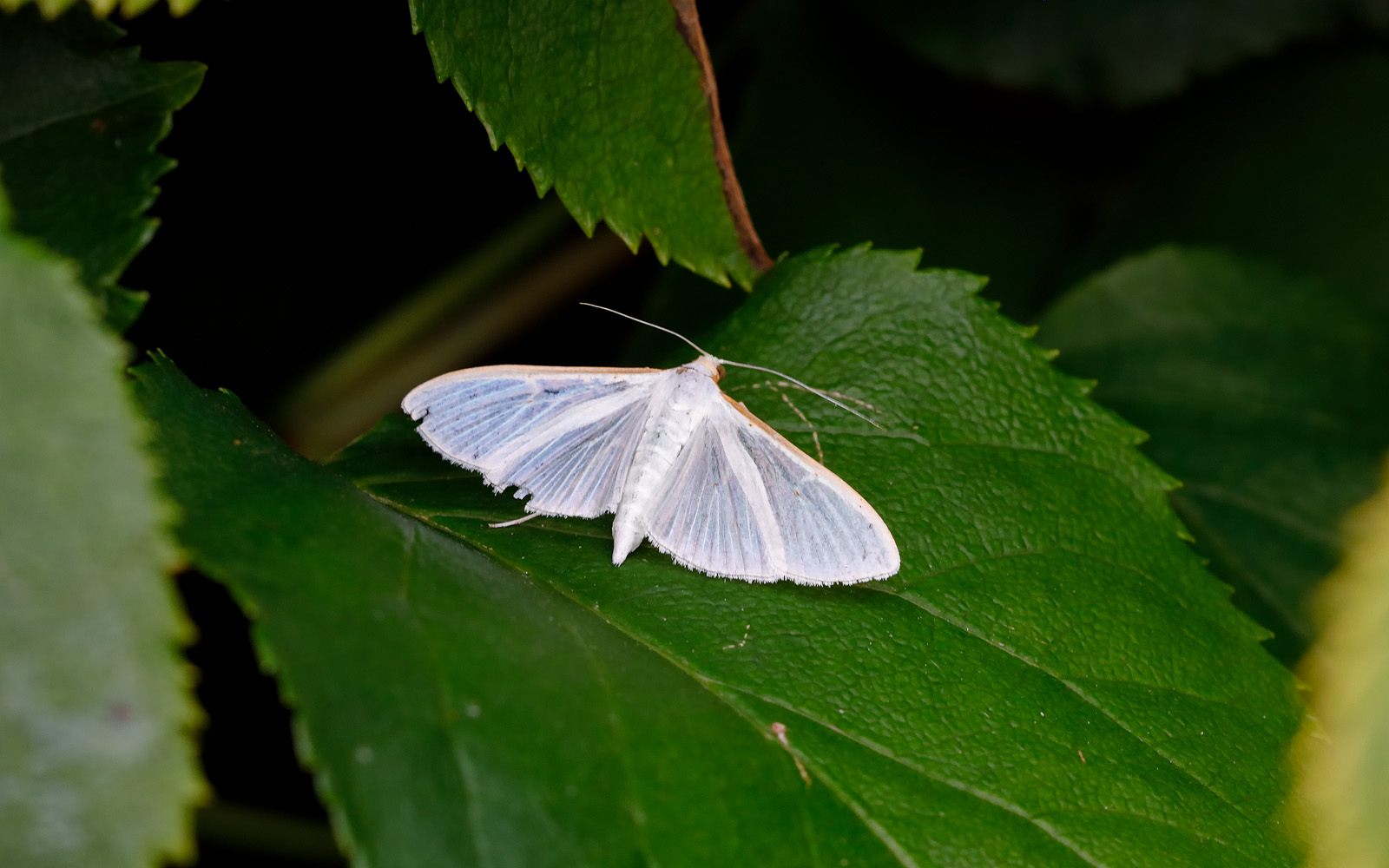 63.048 BF1408 - Crambidae - Spilomelinae - Palpita vitrealis