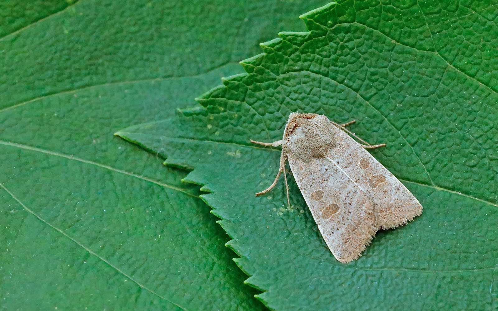 73.099 BF2384 - Vine's Rustic - Noctuidae - Hoplodrina ambigua