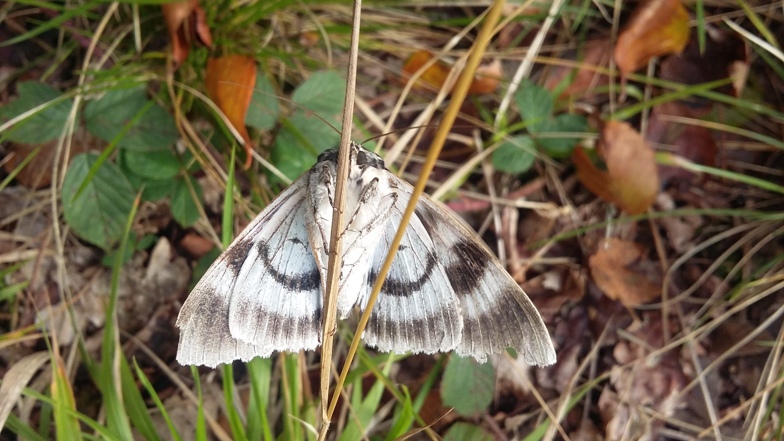 72.076 BF2451 - Clifden Nonpareil - Erebidae - Catocala fraxini