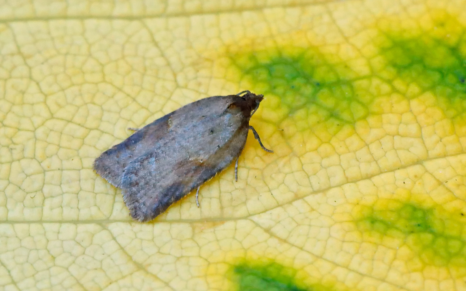 49.073 BF1047 - Tortricidae - Tortricinae - Acleris schalleriana