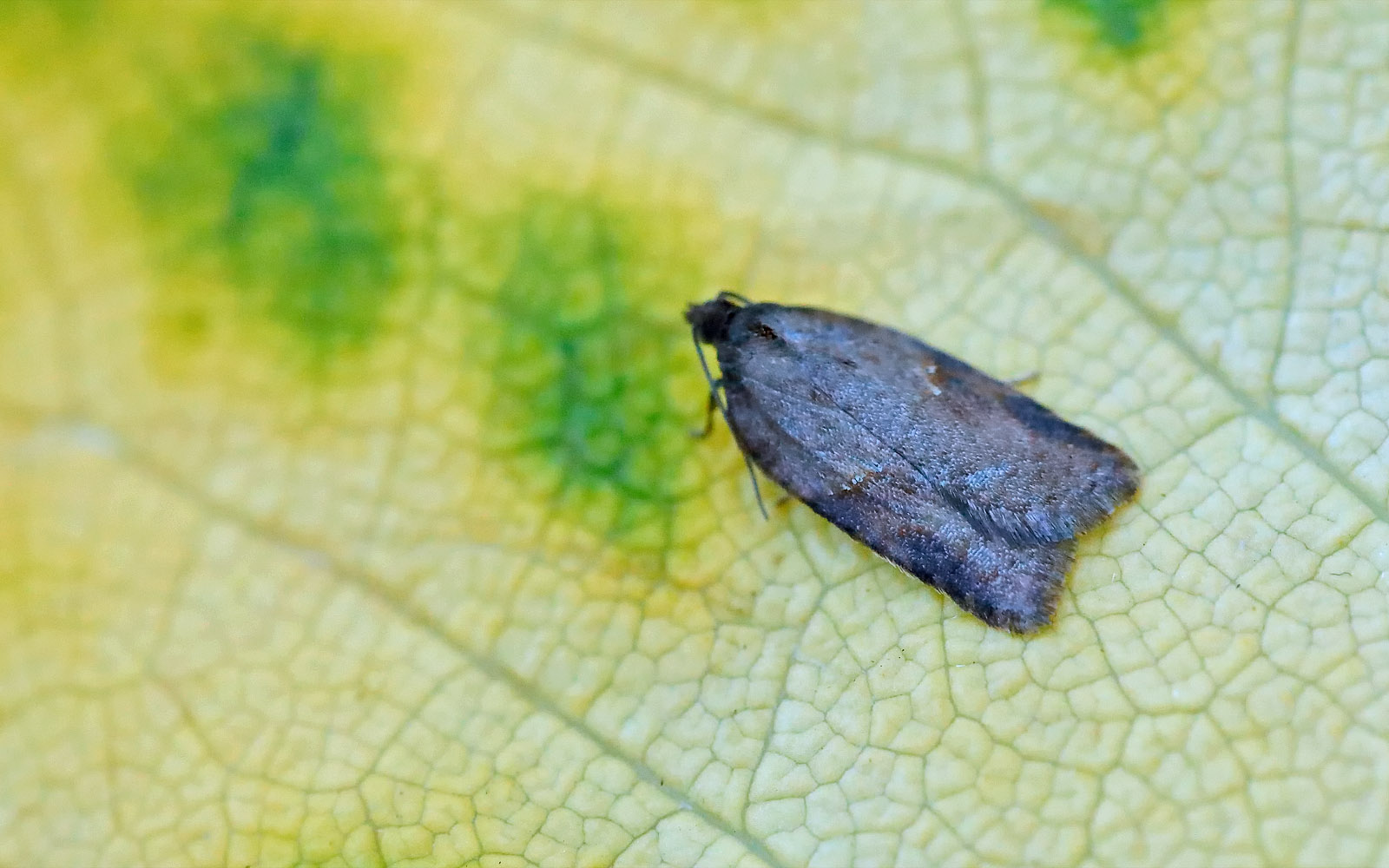 49.073 BF1047 - Tortricidae - Tortricinae - Acleris schalleriana