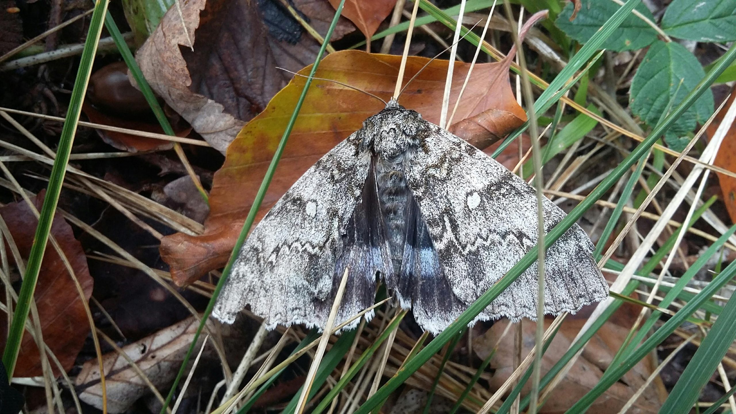 72.076 BF2451 - Clifden Nonpareil - Erebidae - Catocala fraxini