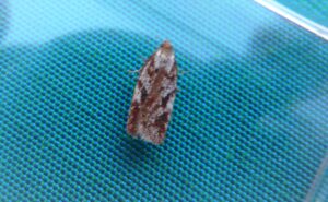 49.082 BF1055 - Tortricidae - Tortricinae - Acleris hyemana
