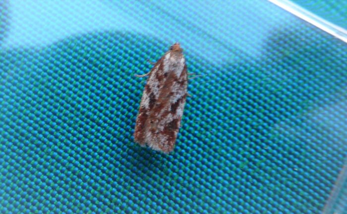 49.082 BF1055 - Tortricidae - Tortricinae - Acleris hyemana