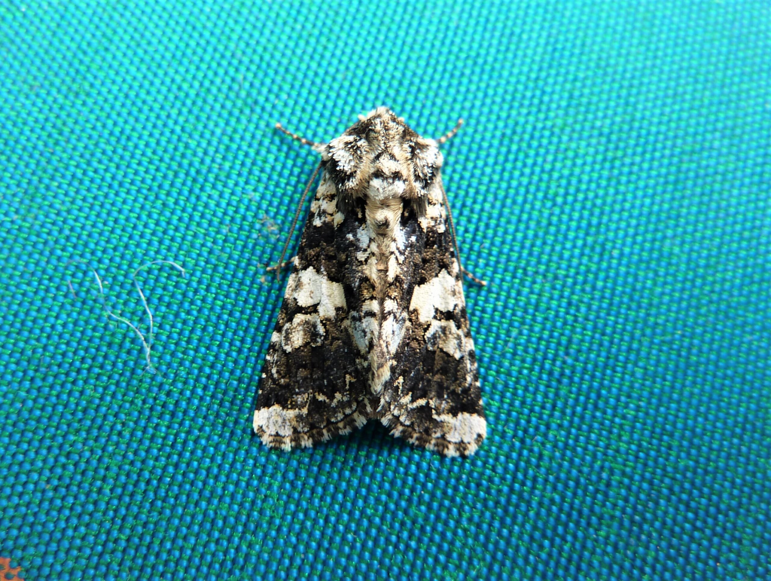 73.283 BF2171 - Marbled Coronet - Noctuidae - Hadena confusa