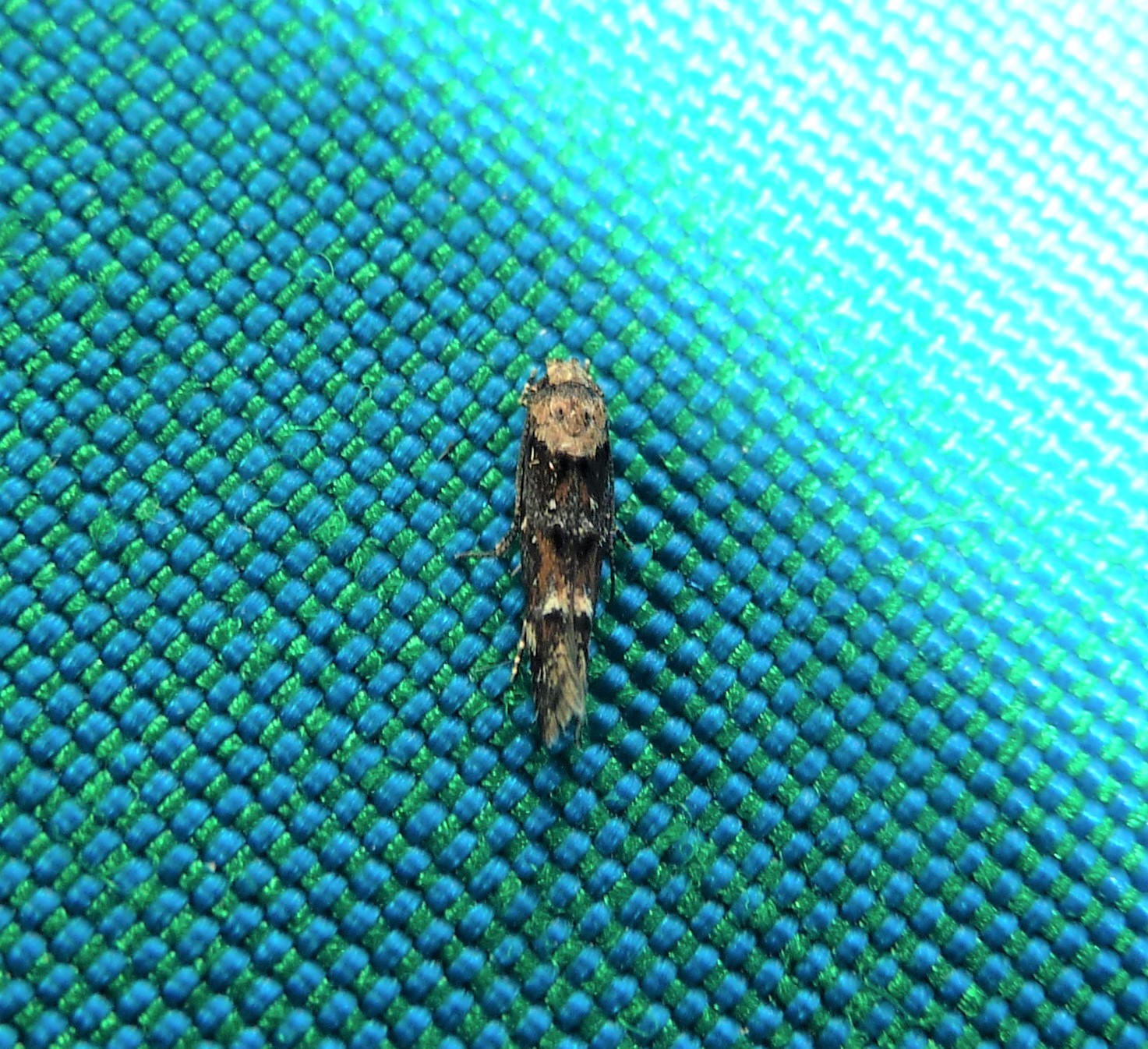 40.003 BF887 - Momphidae - Mompha lacteella