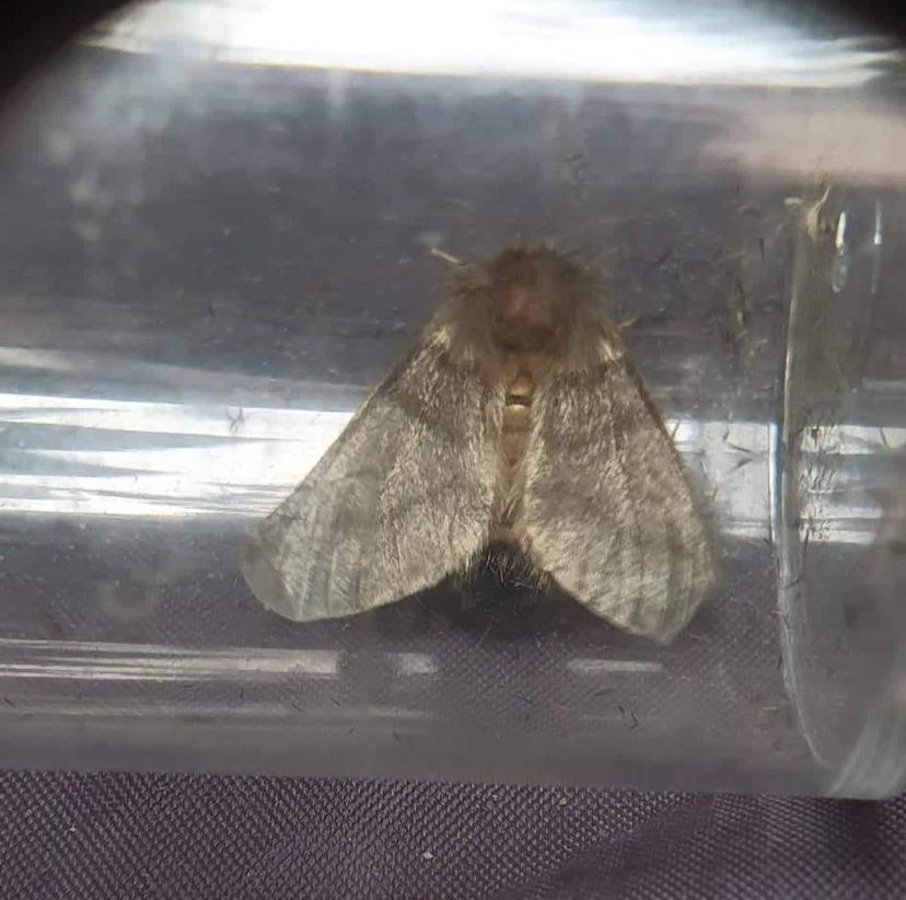 71.001 BF2022 - Oak Processionary - Notodontidae - Thaumetopeinae