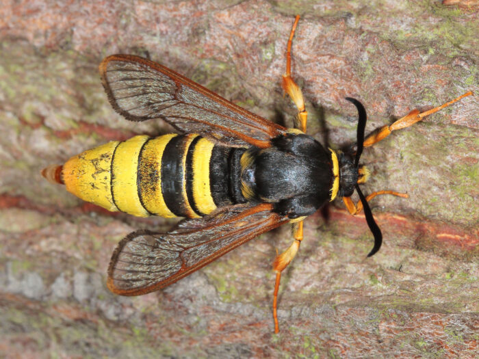 52.003 BF0371 - Lunar Hornet Moth - Sesiidae - Sesia bembeciformis