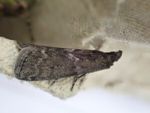 62.012 BF1451 - Pyralidae - Phycitinae - Pyla fusca - Dusky Knot-horn - Buxton-Steve Orridge