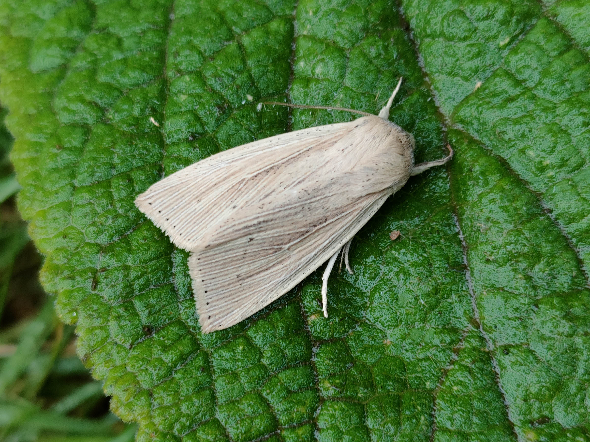 73.294 BF2197 - Southern Wainscot - Noctuidae - Mythimna straminea