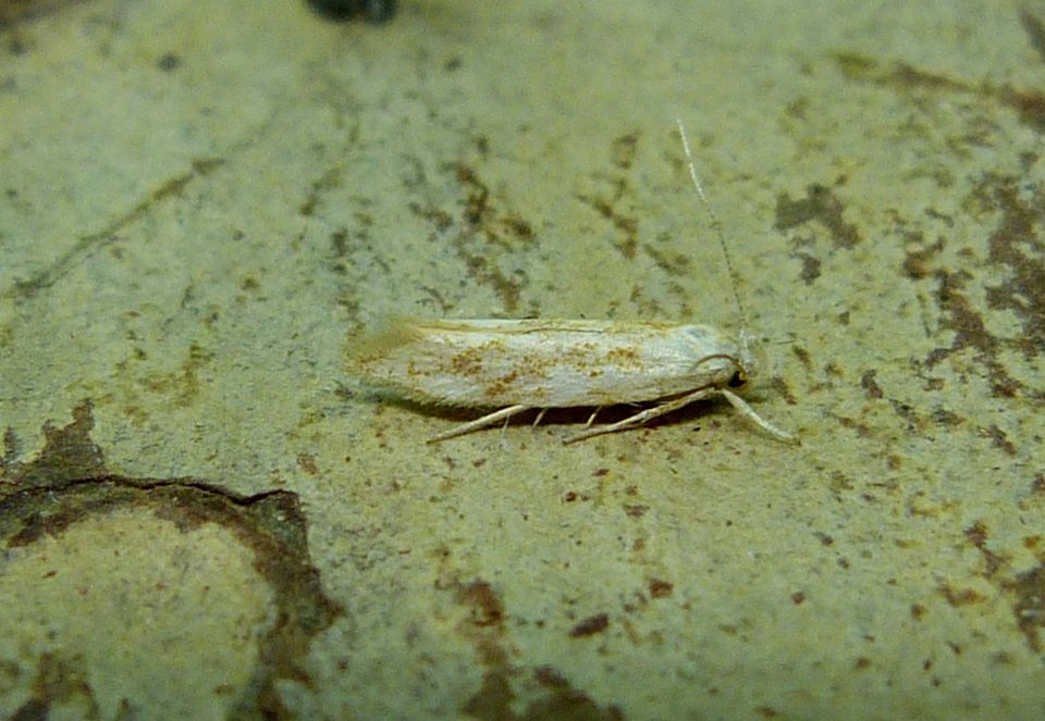 40.002 BF886 - Momphidae - Mompha ochraceella