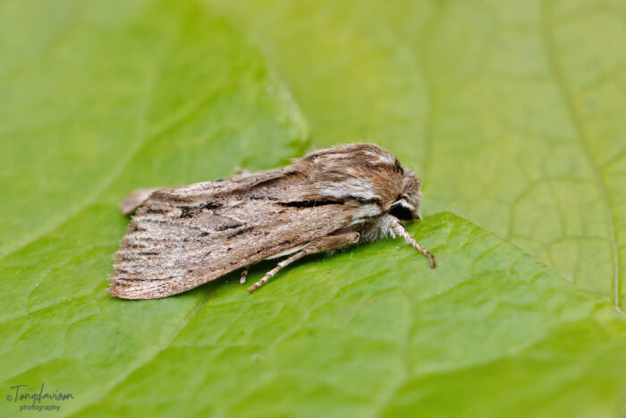 73.065 BF2227 - The Sprawler - Noctuidae - Asteroscopus sphinx