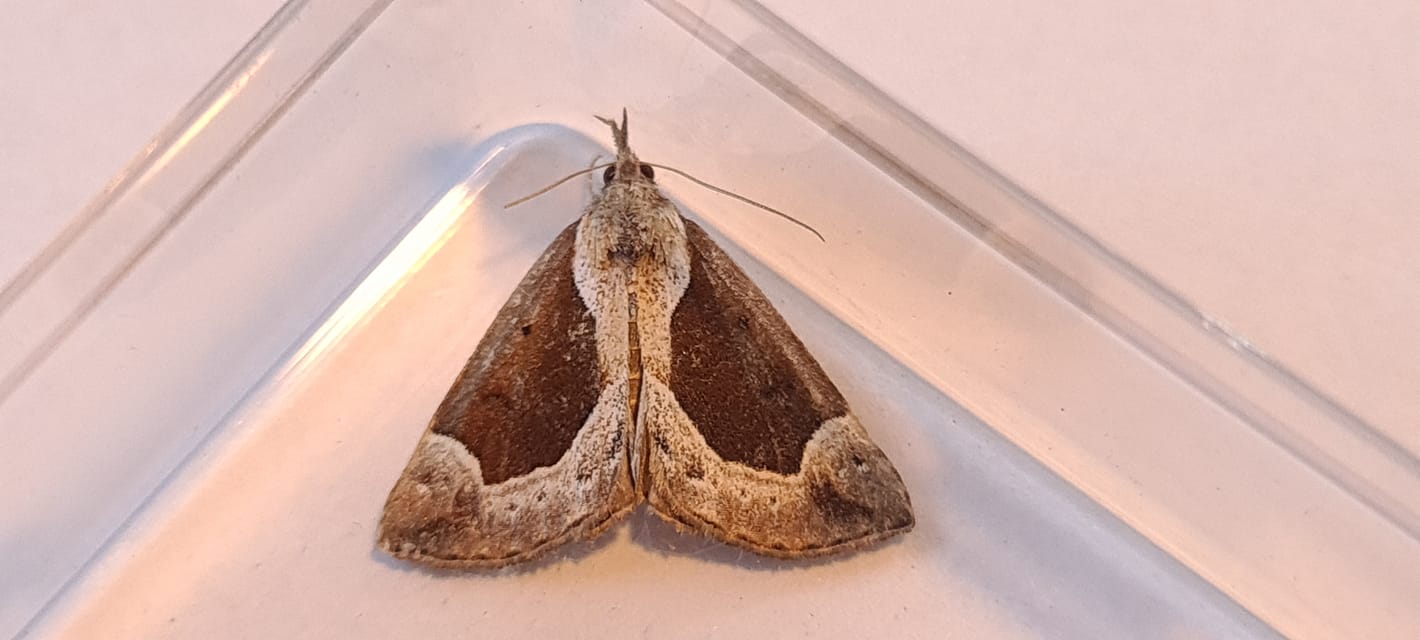 72.007 BF2476 - Beautiful Snout - Erebidae - Hypena crassalis