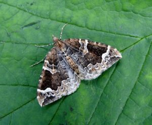 70.089 BF1754 - The Phoenix - Geometridae - Eulithis prunata