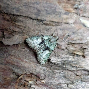73.082 BF2292 - Tree-Lichen Beauty - Noctuidae - Cryphia algae