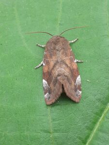 73.215 BF2316 - Lesser-spotted Pinion - Noctuidae - Cosmia affinis