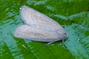73.100 BF2391 - Silky Wainscot - Noctuidae - Chilodes maritima