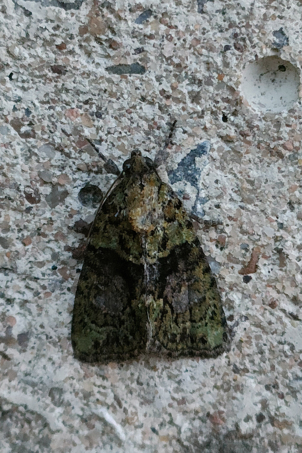 73.082 BF2292 - Tree-Lichen Beauty - Noctuidae - Cryphia algae