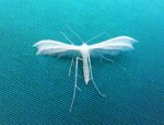 45.030 BF1513 – White Plume moth (Pterophorus pentadactyla)