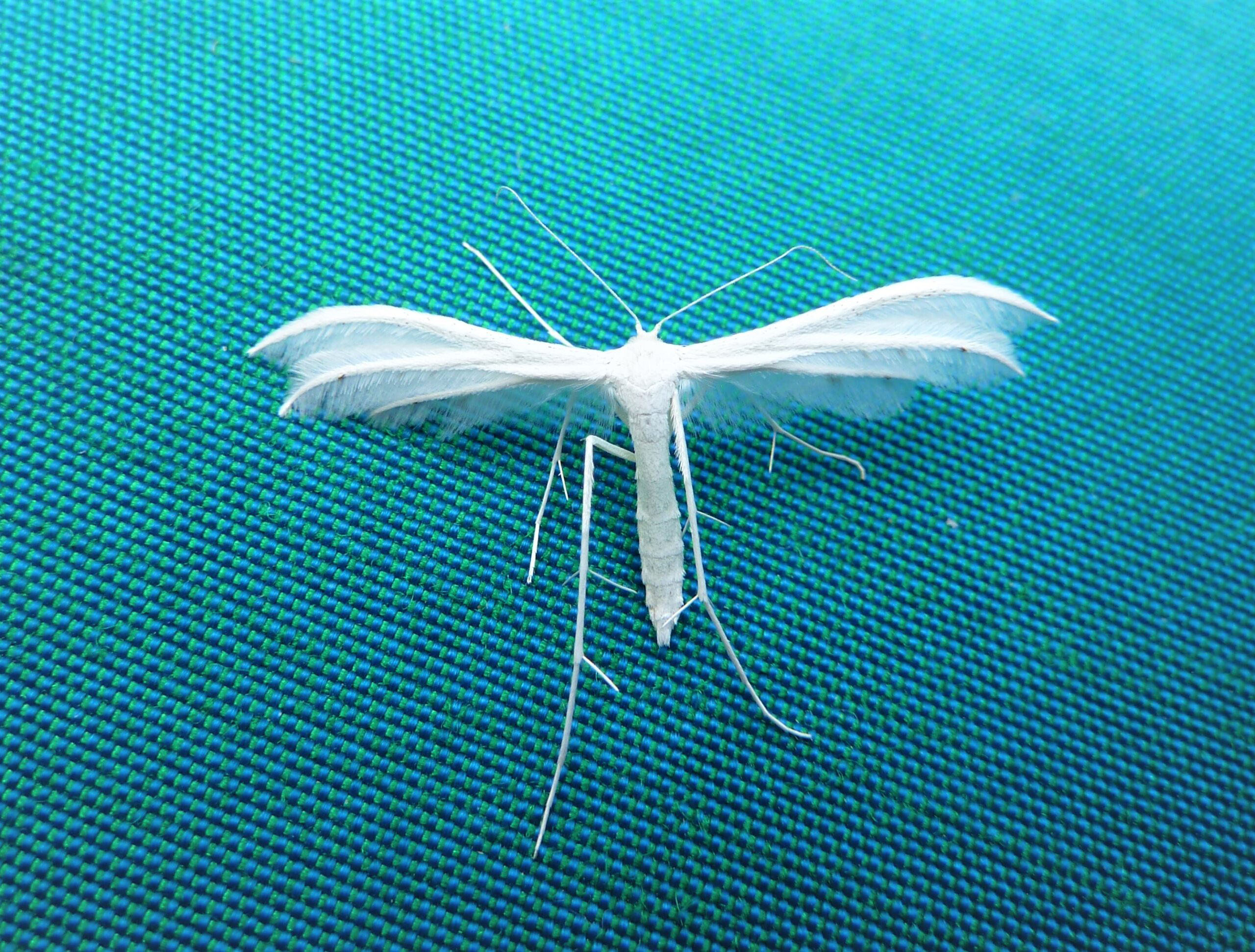 45.030 BF1513 - Pterophoridae - Pterophorinae - Pterophorus pentadactyla - White Plume Moth