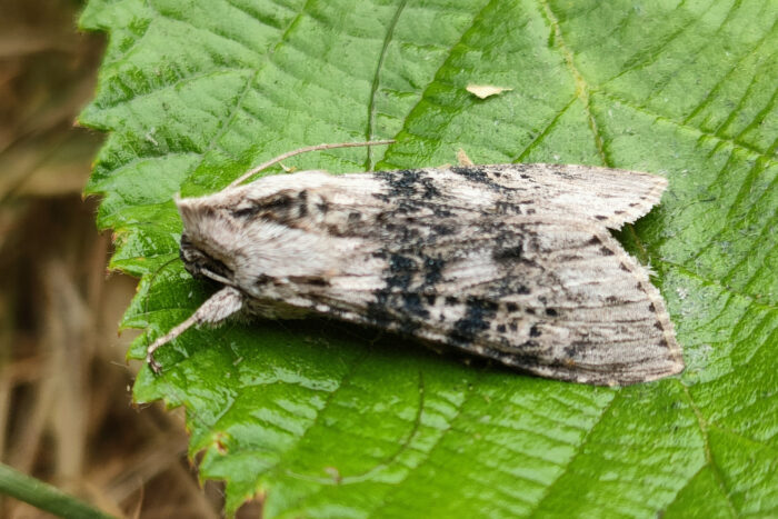 73.050 BF2211 - The Wormwood - Noctuidae - Cucullia absinthii