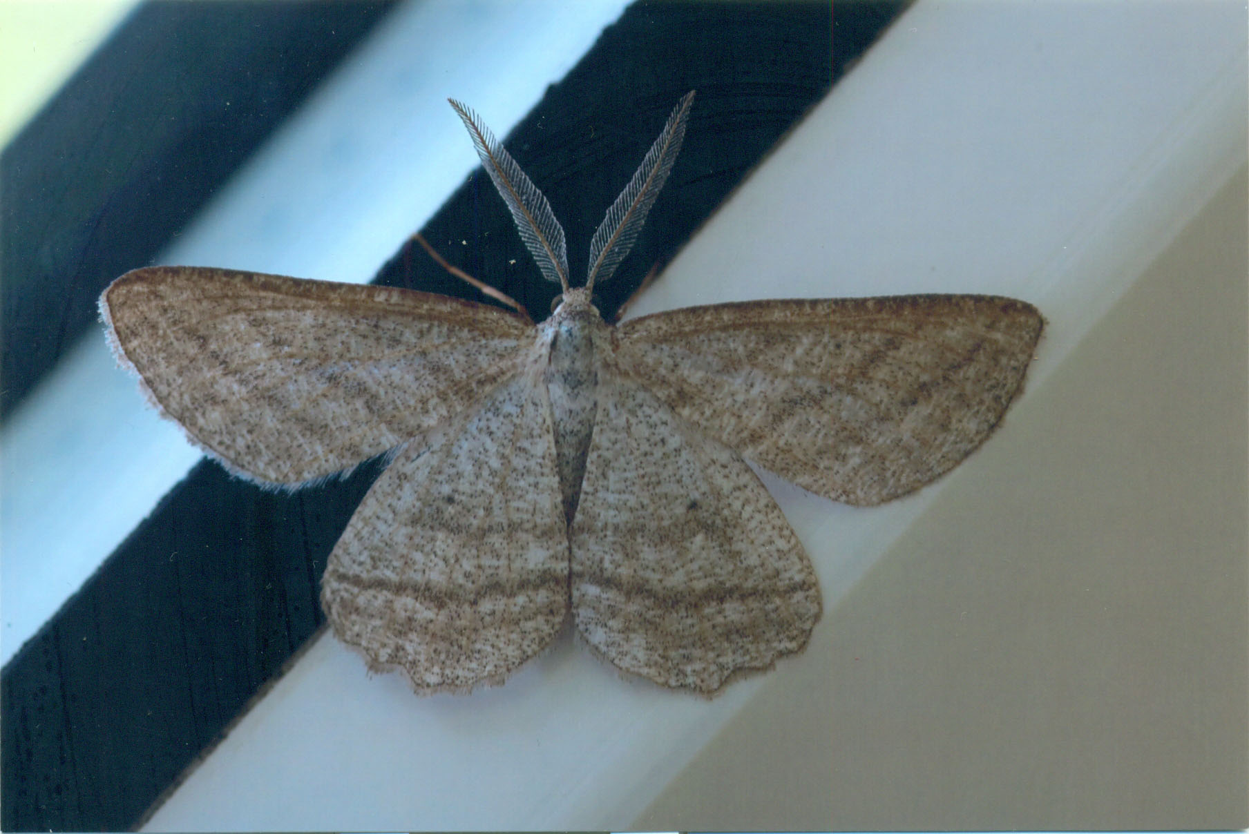 70.295 BF1970 - Grass Wave - Geometridae - Perconia strigillaria