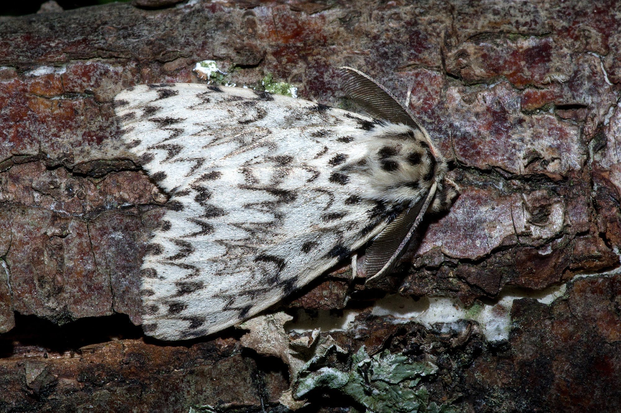 72.010 BF2033 - Black Arches - Erebidae - Lymantria monacha