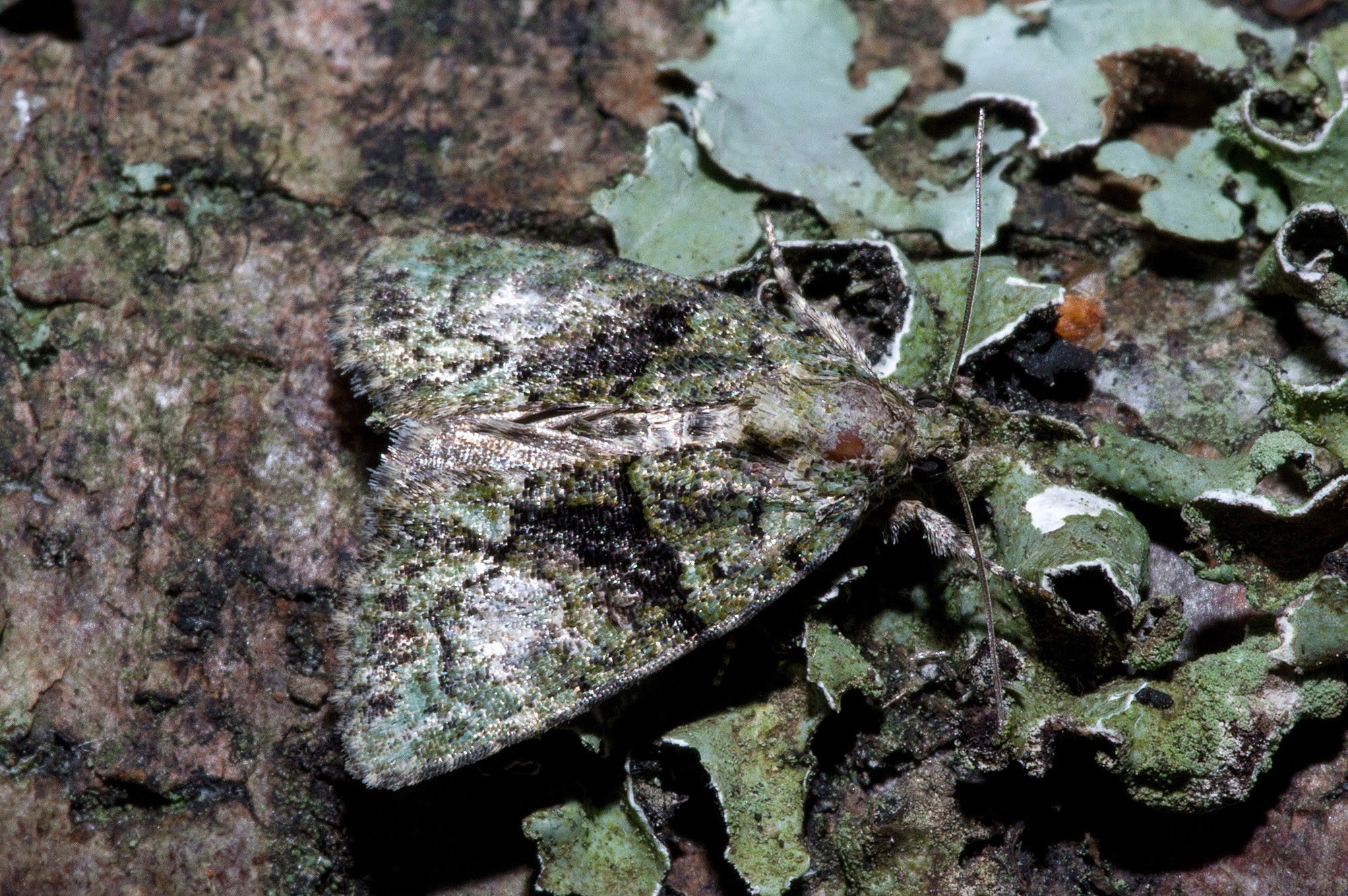 73.082 BF2292 - Tree-Lichen Beauty - Noctuidae - Cryphia algae