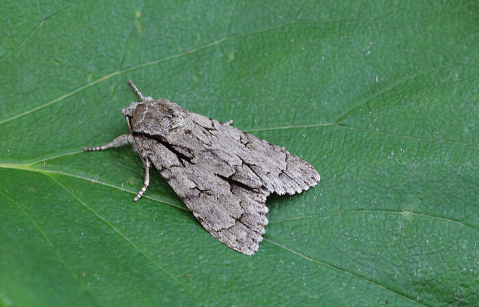 Grey/Dark Dagger - Acronicta tridens/ psi - Melbourne- Tony Davison