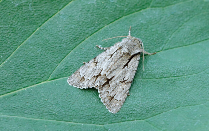 Grey/Dark Dagger - Acronicta tridens/ psi - Melbourne- Tony Davison