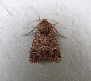 73.165 BF2329 - The Confused - Noctuidae - Apamea furva