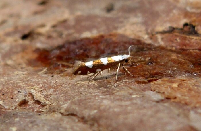 Argyresthia brockeella