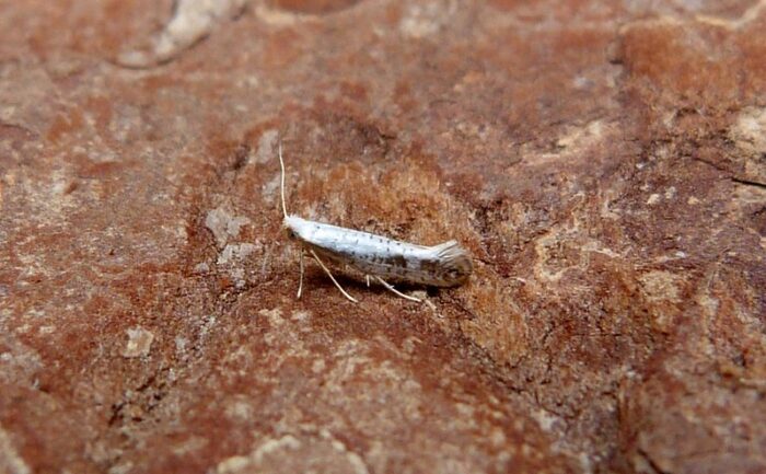20.016 BF415 - Argyresthiidae - Argyresthia retinella