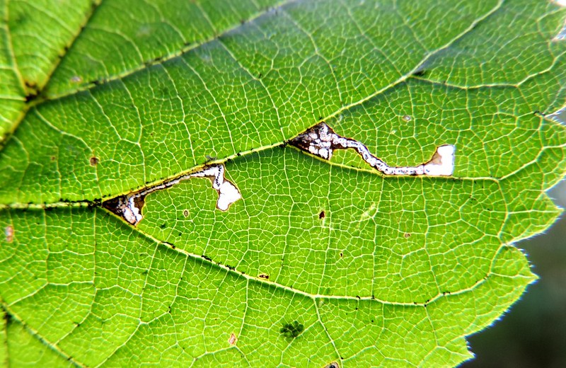 14.009 BF273 - Bucculatricidae - Bucculatrix thoracella