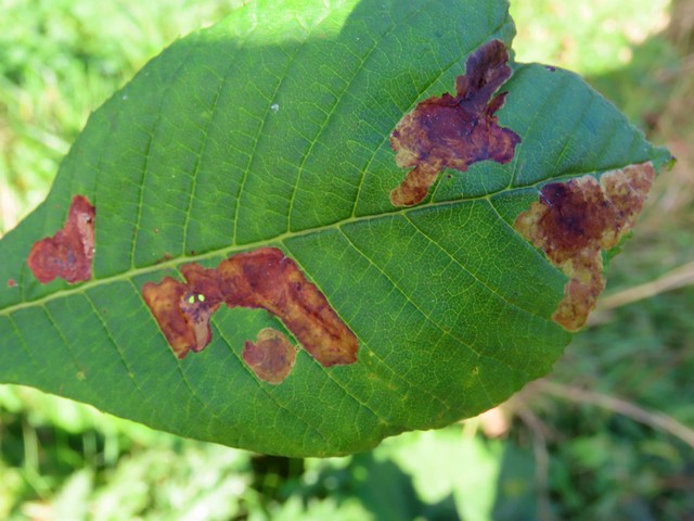 15.089 BF366a - Gracillariidae - Lithocolletinae - Cameraria ohridella