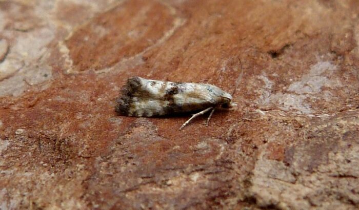 49.111 BF954 - Tortricidae - Tortricinae - Eupoecilia angustana