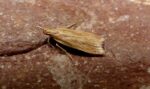 Helcystogramma rufescens - Belper - Dave Evans