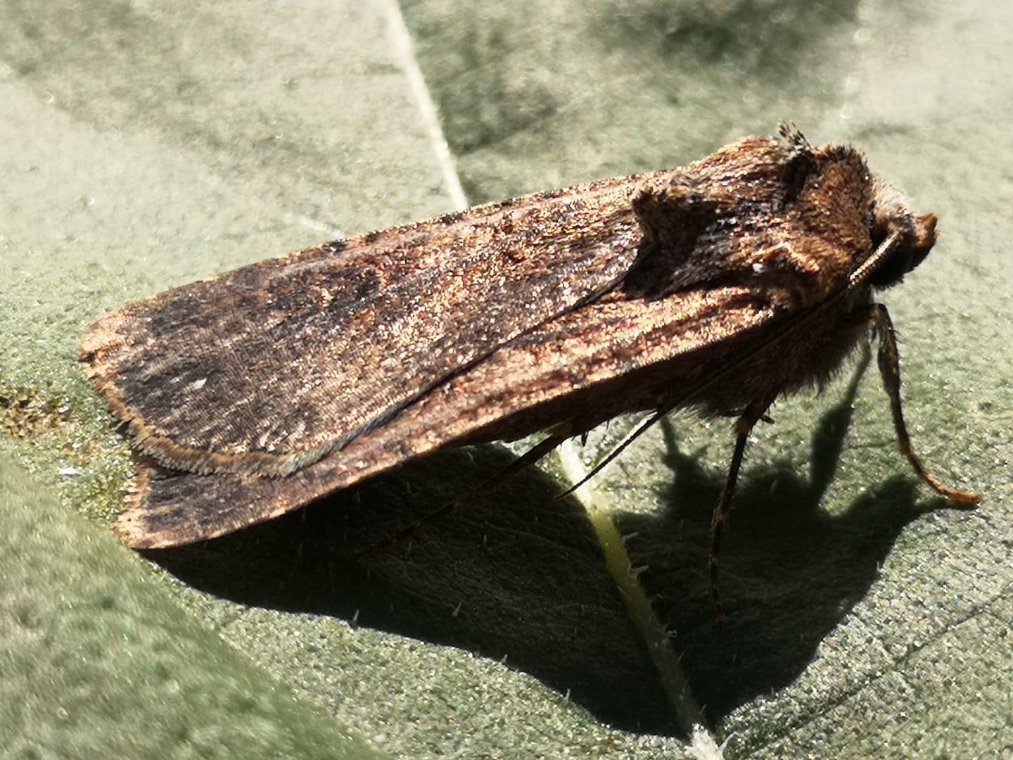 73.307 BF2119 - Pearly Underwing - Noctuidae - Peridroma saucia