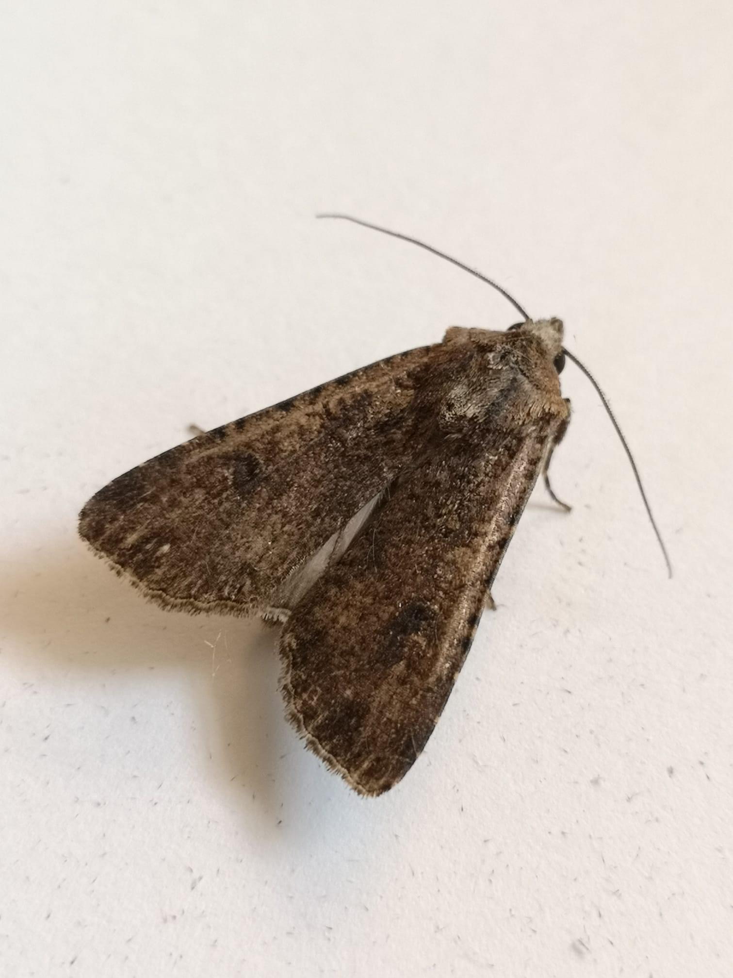 73.307 BF2119 - Pearly Underwing - Noctuidae - Peridroma saucia