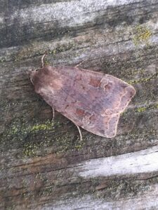 73.331 BF2121Barred ChestnutDiarsia dahlii
