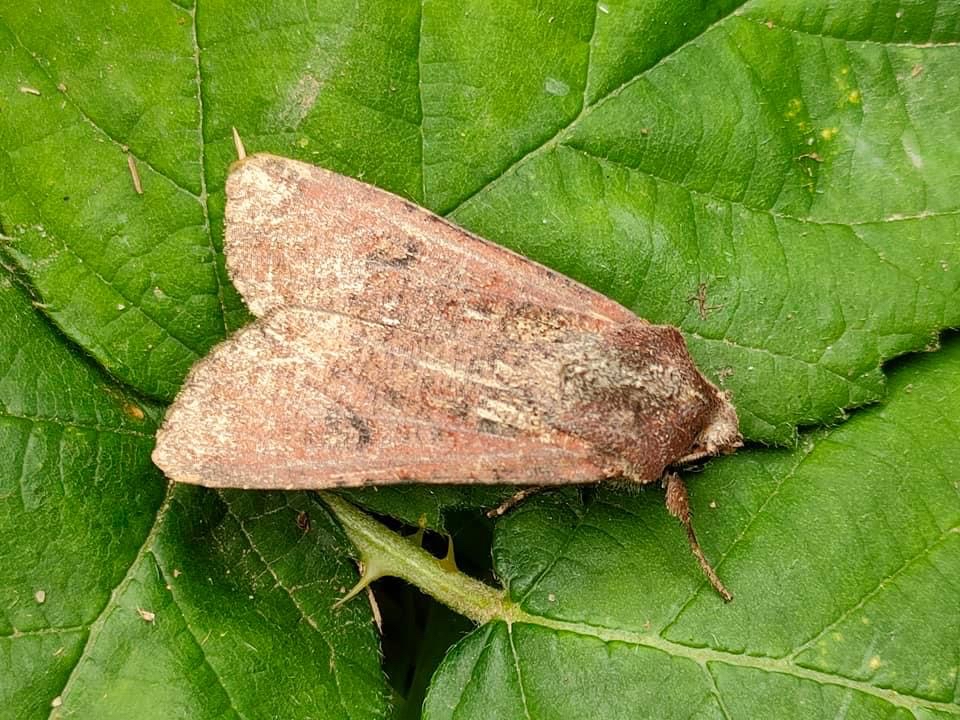 73.307 BF2119 - Pearly Underwing - Noctuidae - Peridroma saucia