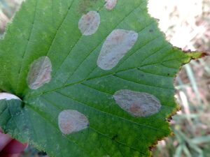 15.064 BF342 - Gracillariidae - Lithocolletinae - Phyllonorycter coryli