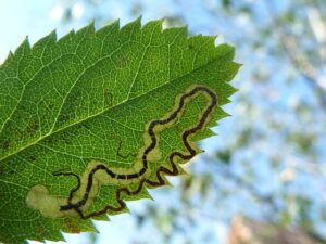 Stigmella anomalella - Wyver Lane, Belper - Dave Evans