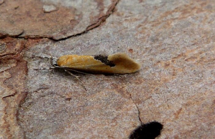 Batia lambdella - 1st VC57 record 26th June 2023 - Darwin Forest - Dave Evans