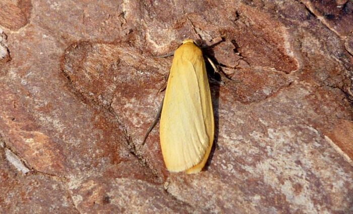 72.049 BF2043 - Orange Footman - Erebidae - Eilema sororcula