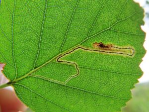 4.003 BF117 - Nepticulidae - Nepticulinae - Stigmella confusella