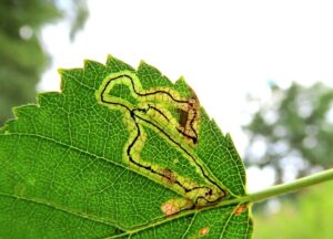 4.002 BF116 - Nepticulidae - Nepticulinae - Stigmella lapponica